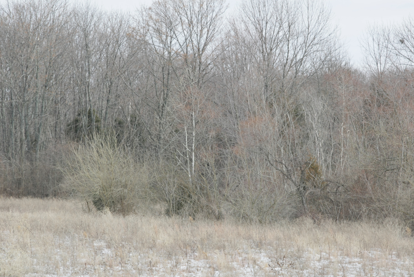 Full Size Image = 3569 K