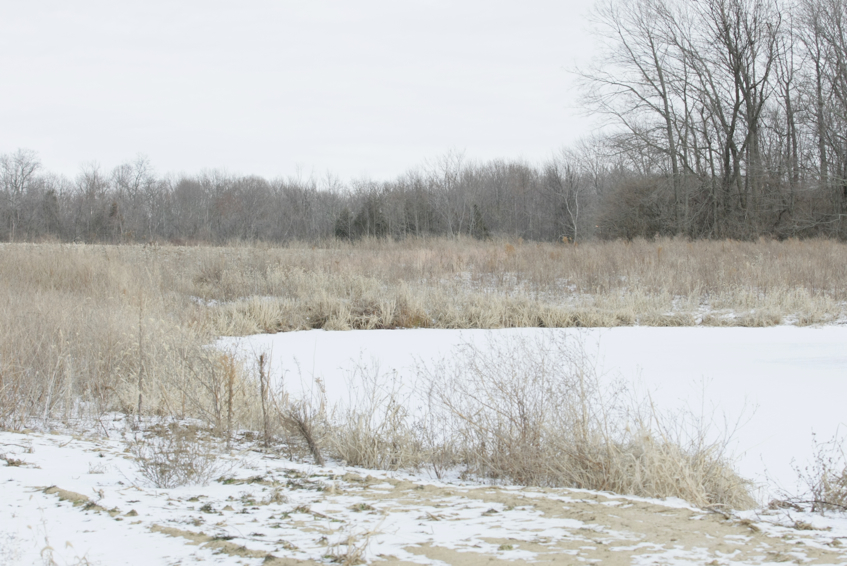 Full Size Image = 2479 K