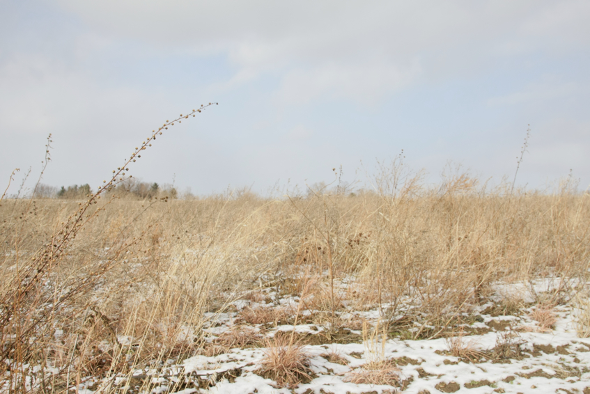 Full Size Image = 2201 K