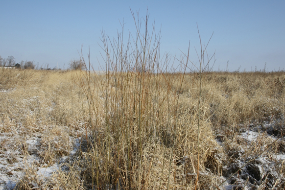 Full Size Image = 1360 K