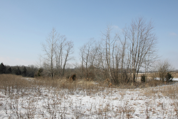 Full Size Image = 1195 K