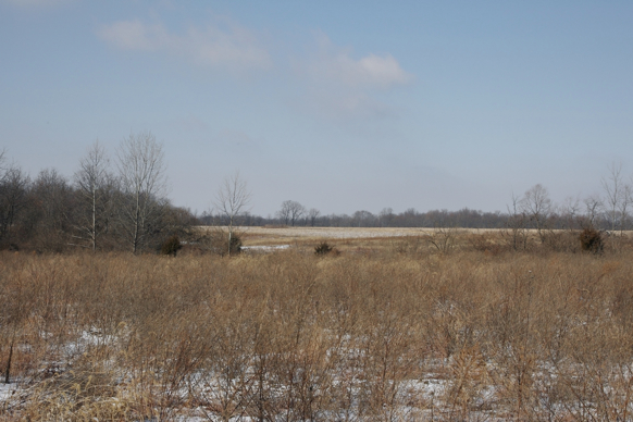 Full Size Image = 1030 K