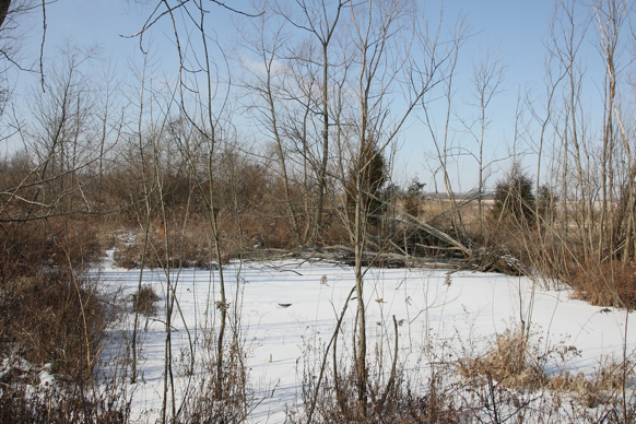 Full Size Image = 1610 K