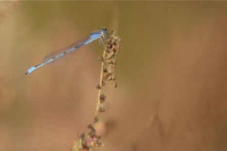 Full Size Image = 97 K