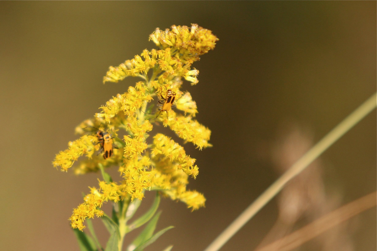 Full Size Image = 307 K