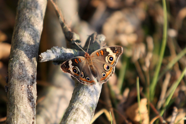 Full Size Image = 274 K