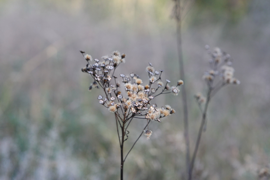 Full Size Image = 315 K