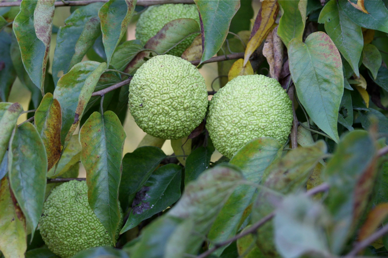 Full Size Image = 506 K