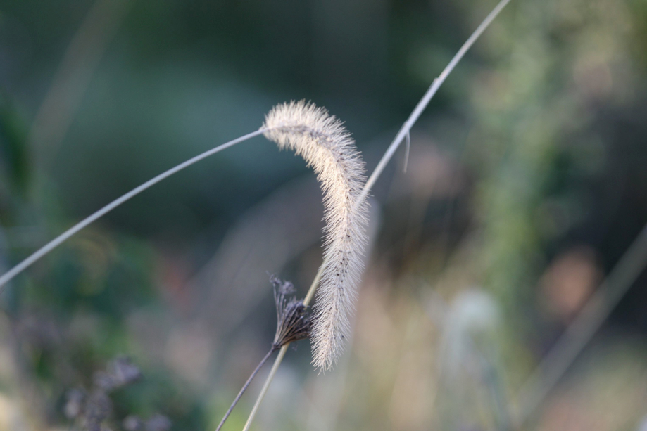 Full Size Image = 330 K