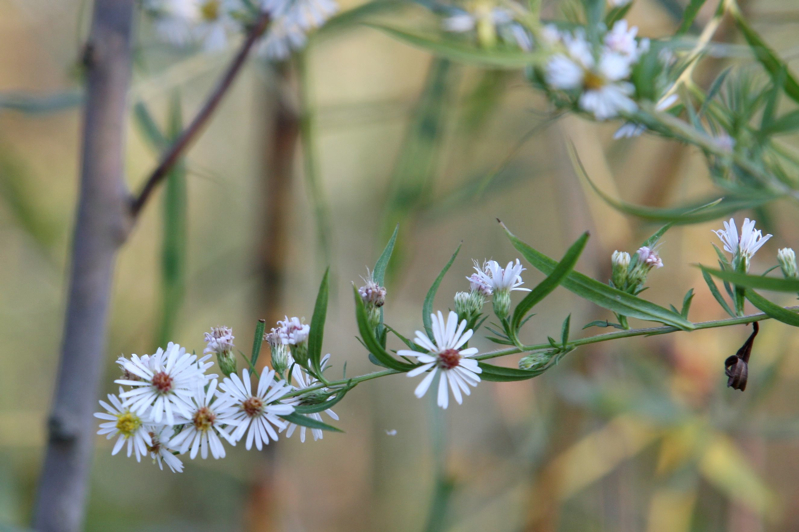 Full Size Image = 343 K