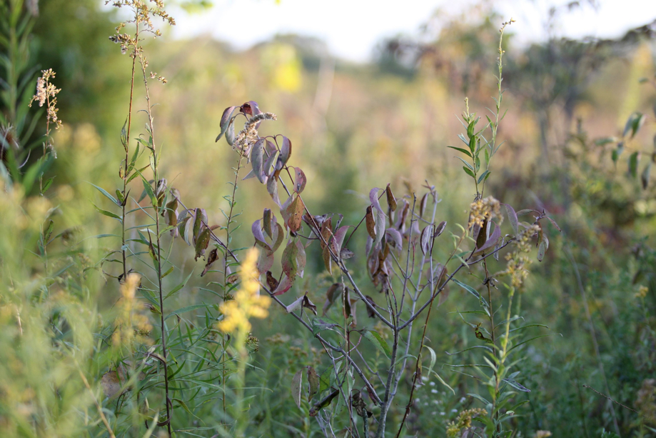 Full Size Image = 595 K