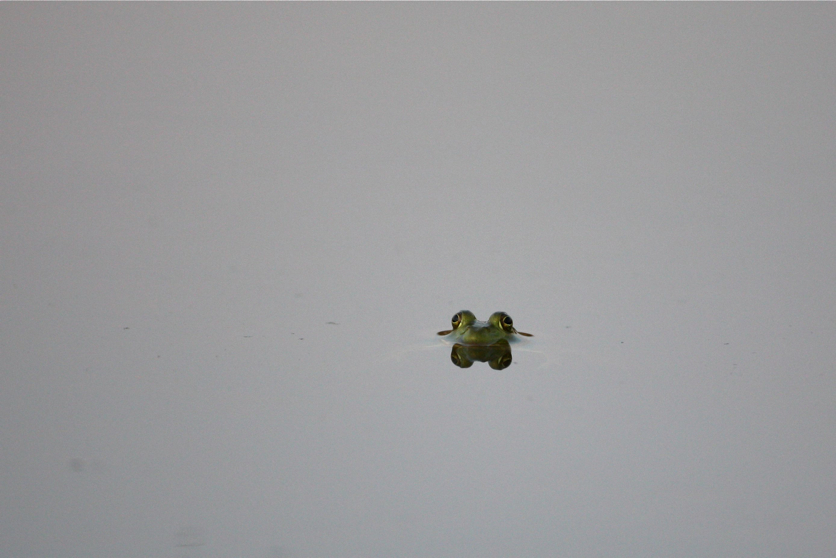 Full Size Image = 448 K