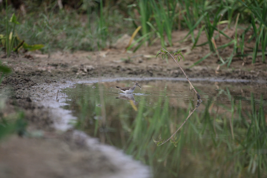 Full Size Image = 490 K