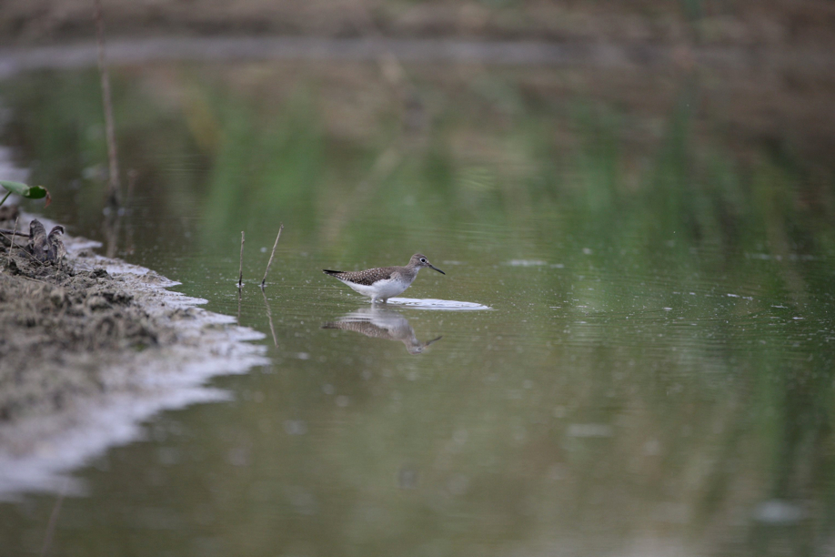 Full Size Image = 424 K