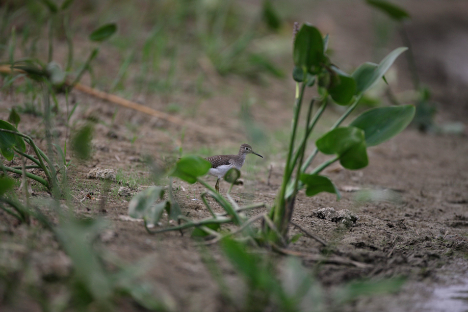 Full Size Image = 491 K