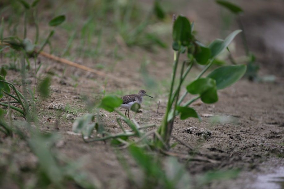 Full Size Image = 495 K