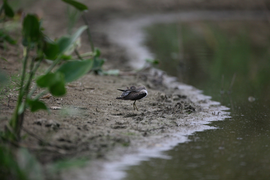 Full Size Image = 521 K