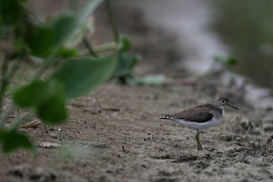 Full Size Image = 609 K