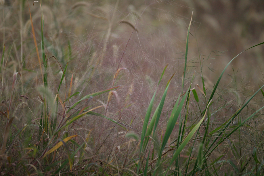 Full Size Image = 687 K