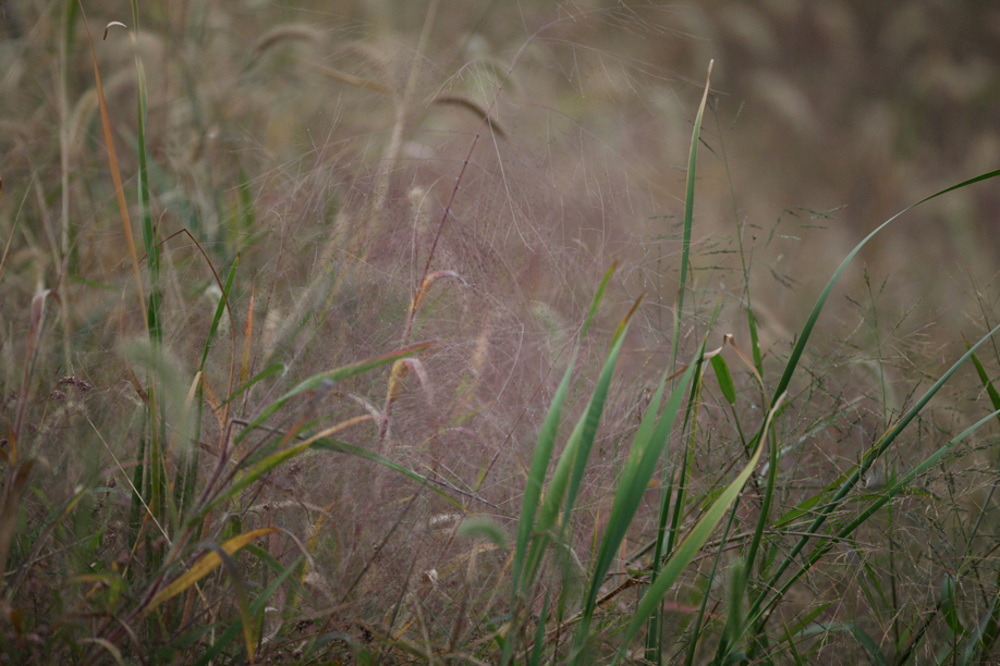 Full Size Image = 676 K