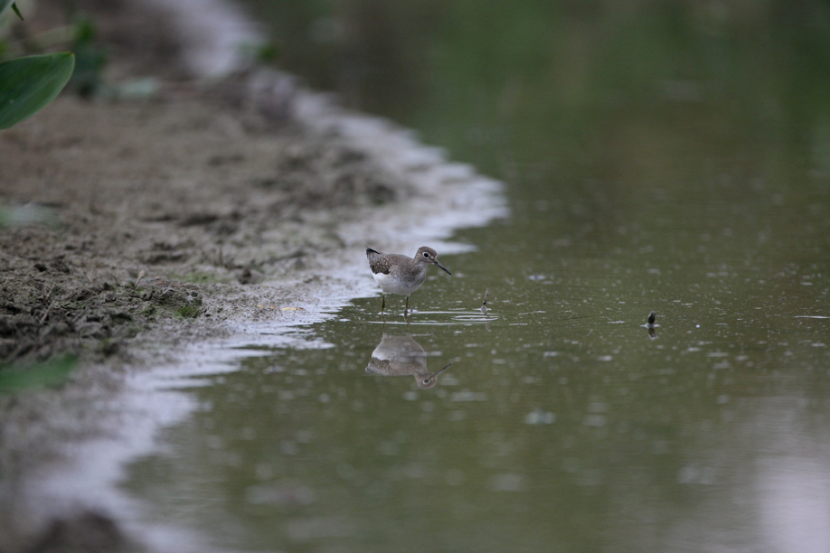 Full Size Image = 501 K