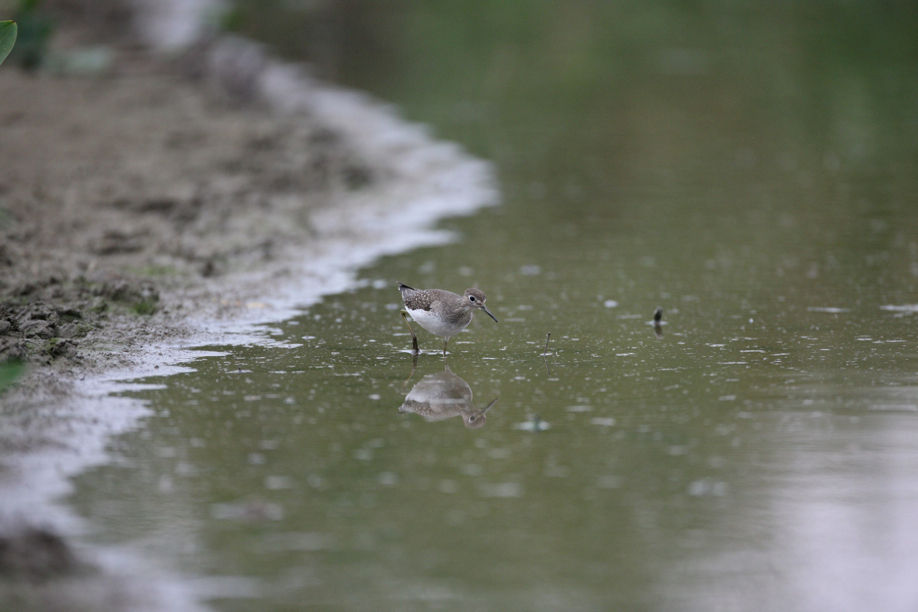 Full Size Image = 480 K