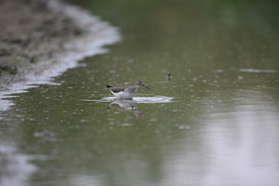 Full Size Image = 466 K