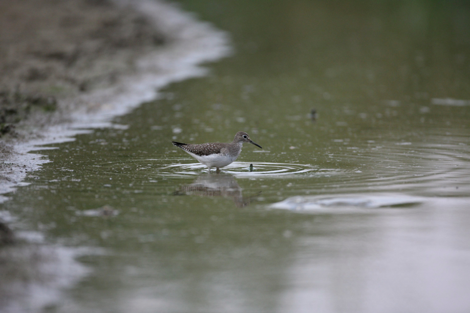 Full Size Image = 465 K