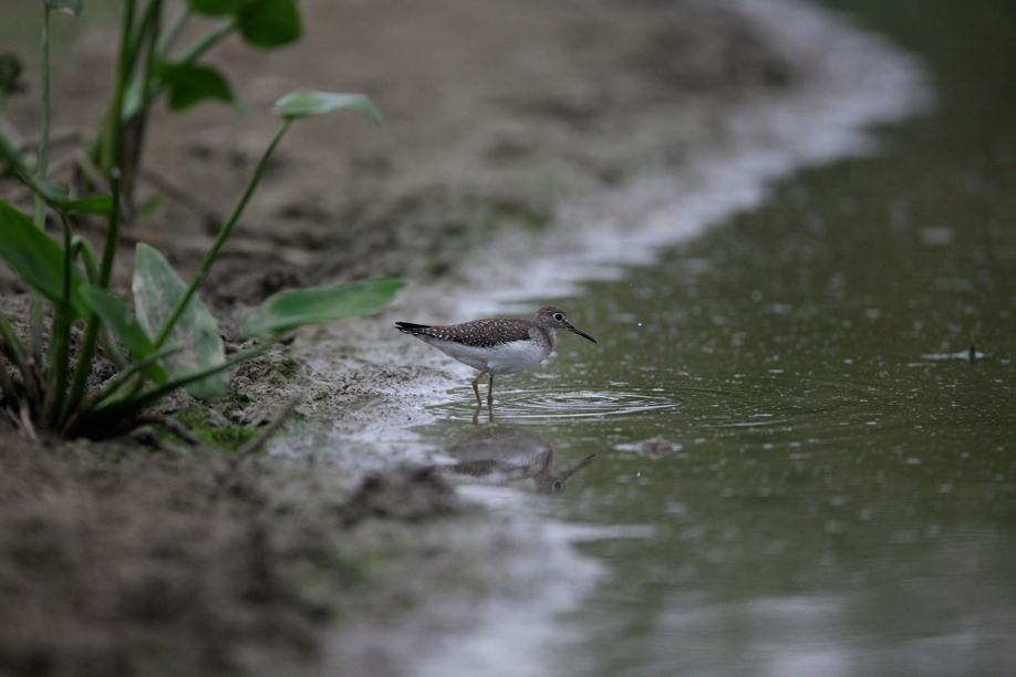 Full Size Image = 502 K