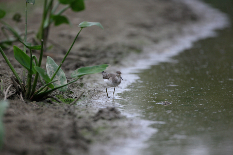 Full Size Image = 507 K