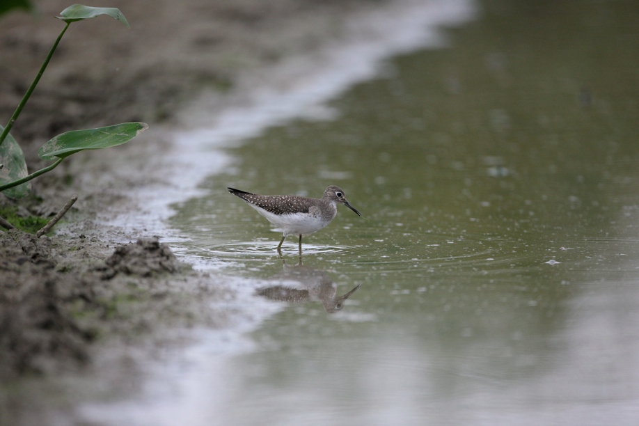 Full Size Image = 481 K