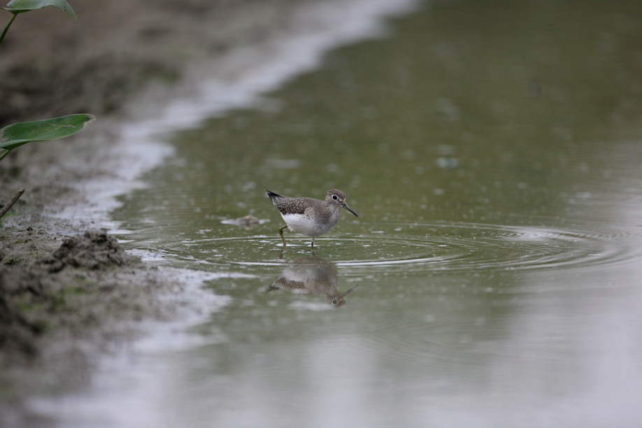 Full Size Image = 471 K