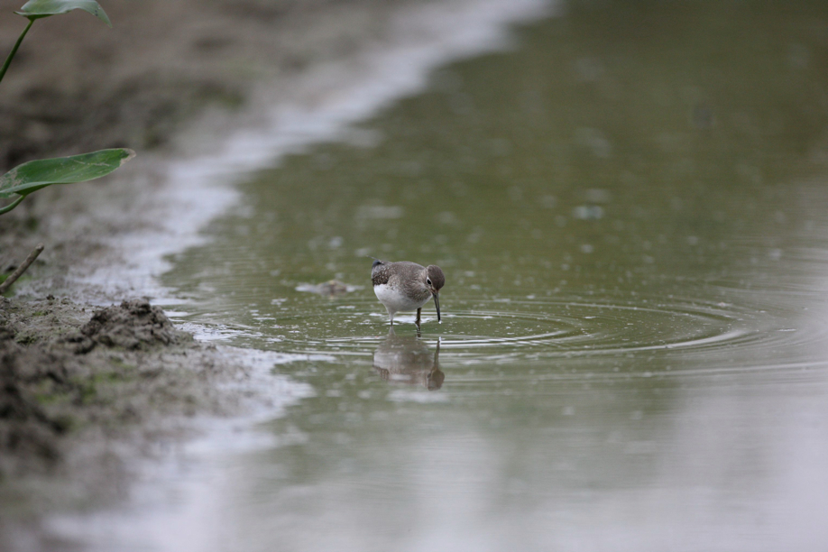 Full Size Image = 461 K