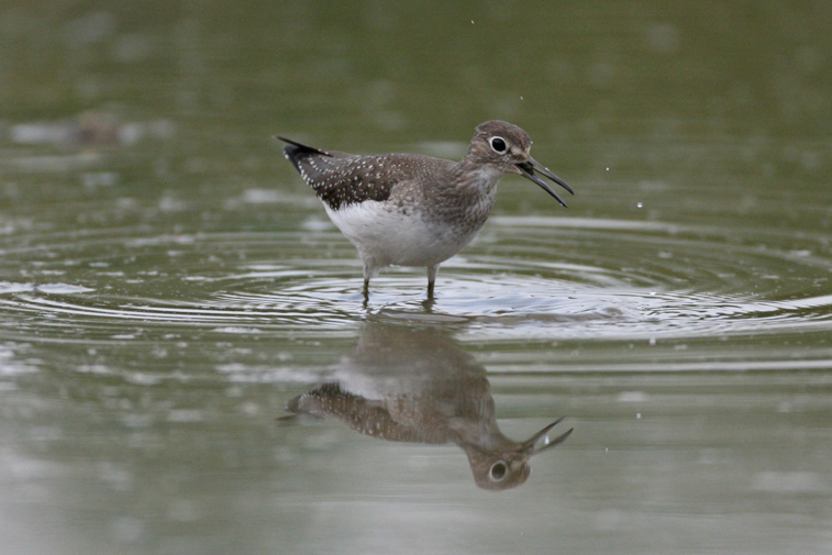 Full Size Image = 425 K