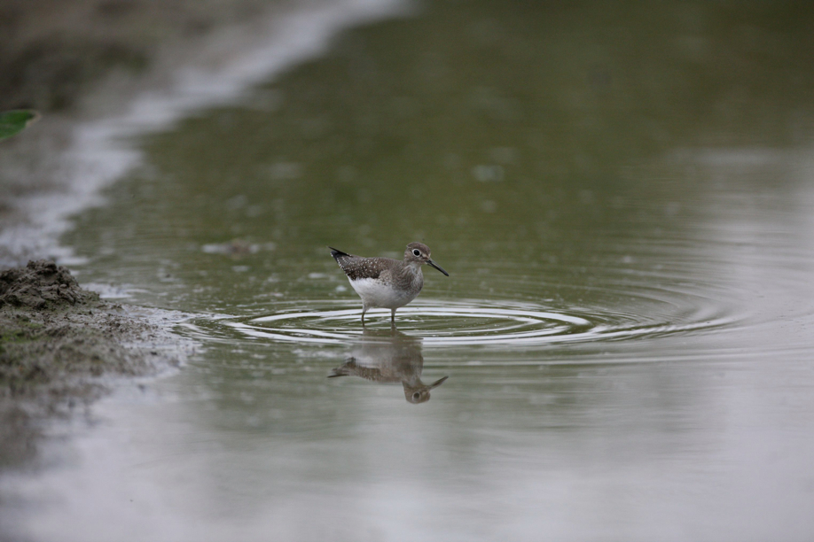 Full Size Image = 458 K