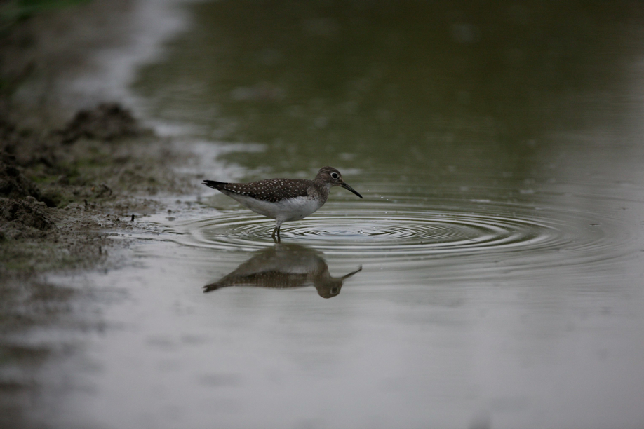 Full Size Image = 456 K