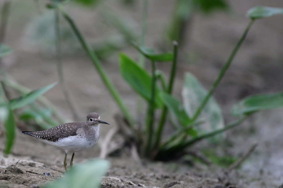 Full Size Image = 495 K