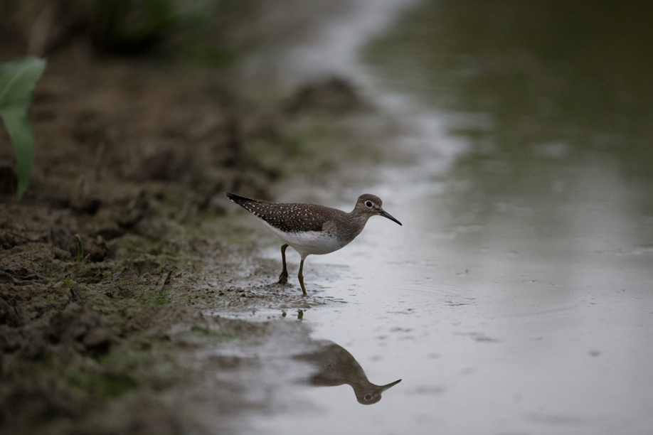 Full Size Image = 384 K