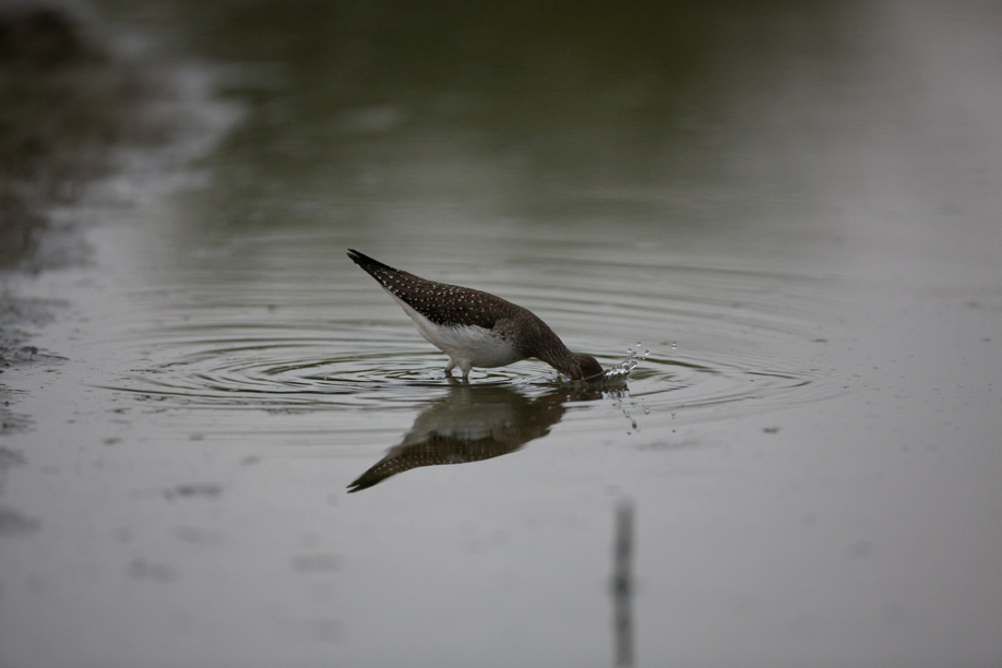 Full Size Image = 357 K