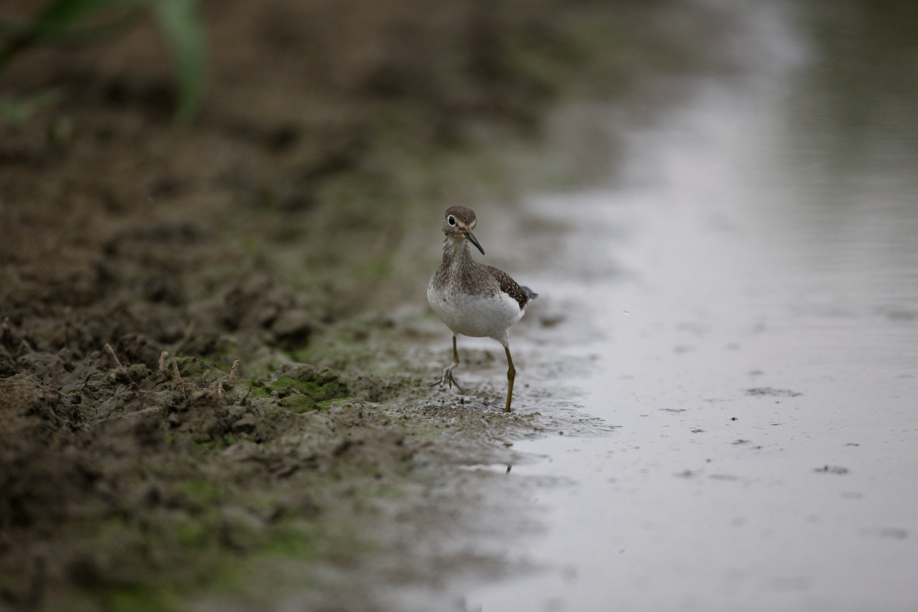 Full Size Image = 371 K