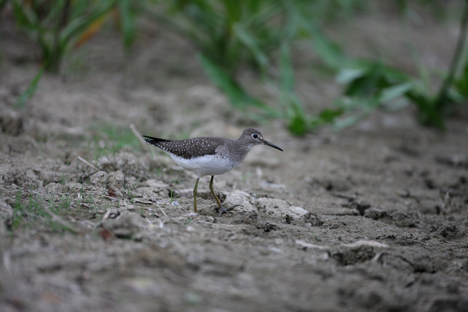 Full Size Image = 488 K