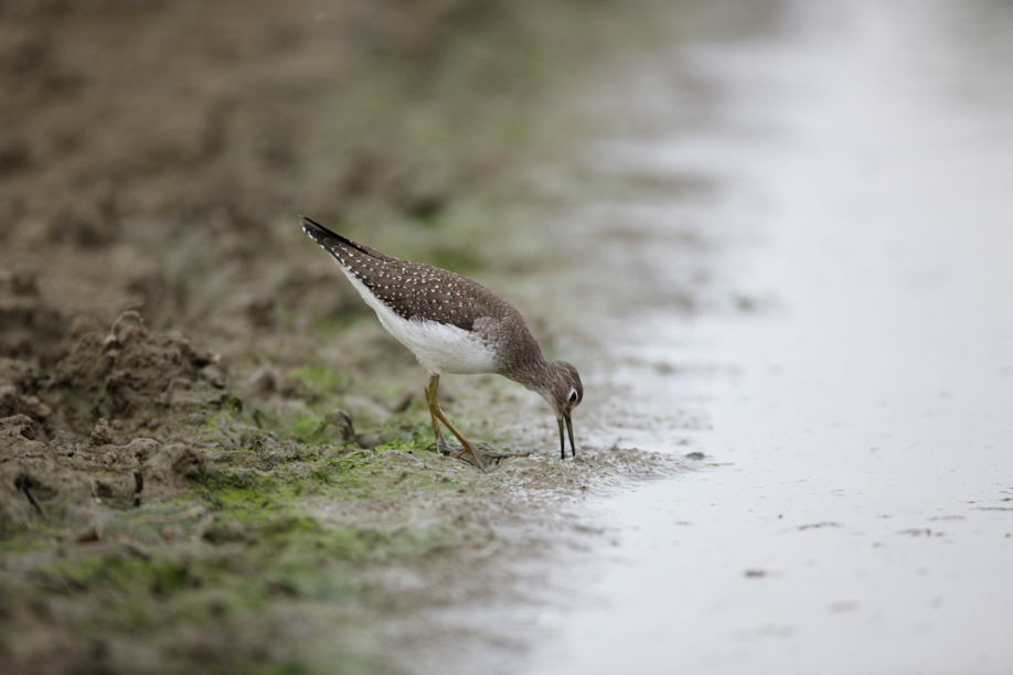 Full Size Image = 368 K