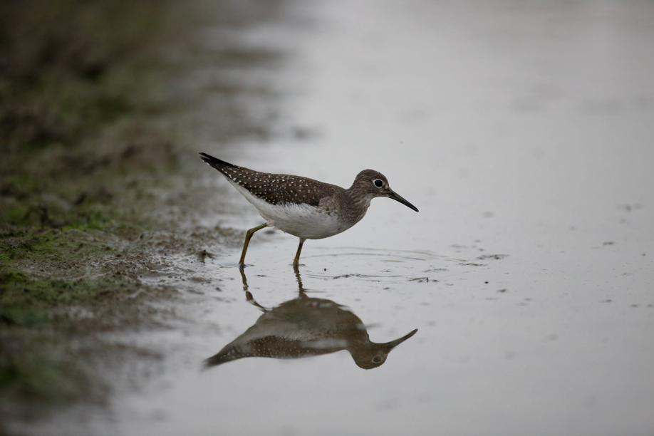 Full Size Image = 339 K