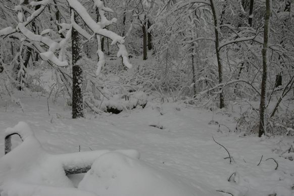 Full Size Image = 1624 K