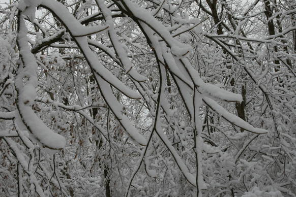 Full Size Image = 2088 K