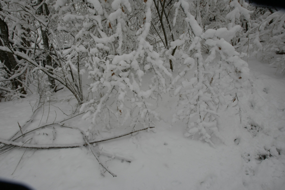 Full Size Image = 1388 K