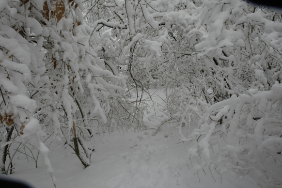 Full Size Image = 1563 K