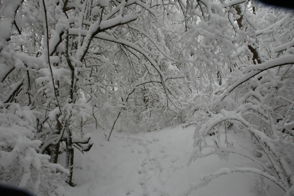 Full Size Image = 1682 K