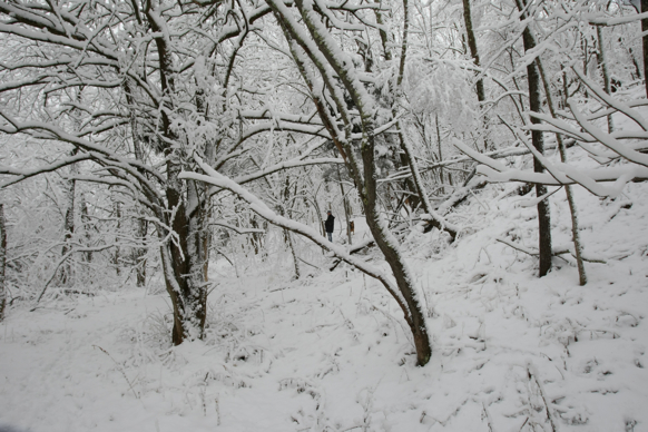 Full Size Image = 2098 K