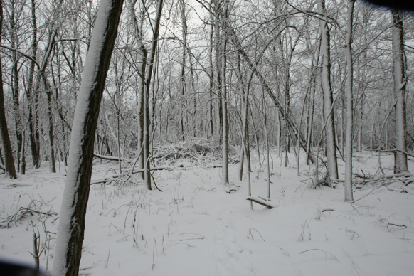 Full Size Image = 2405 K